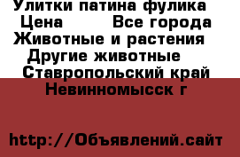 Улитки патина фулика › Цена ­ 10 - Все города Животные и растения » Другие животные   . Ставропольский край,Невинномысск г.